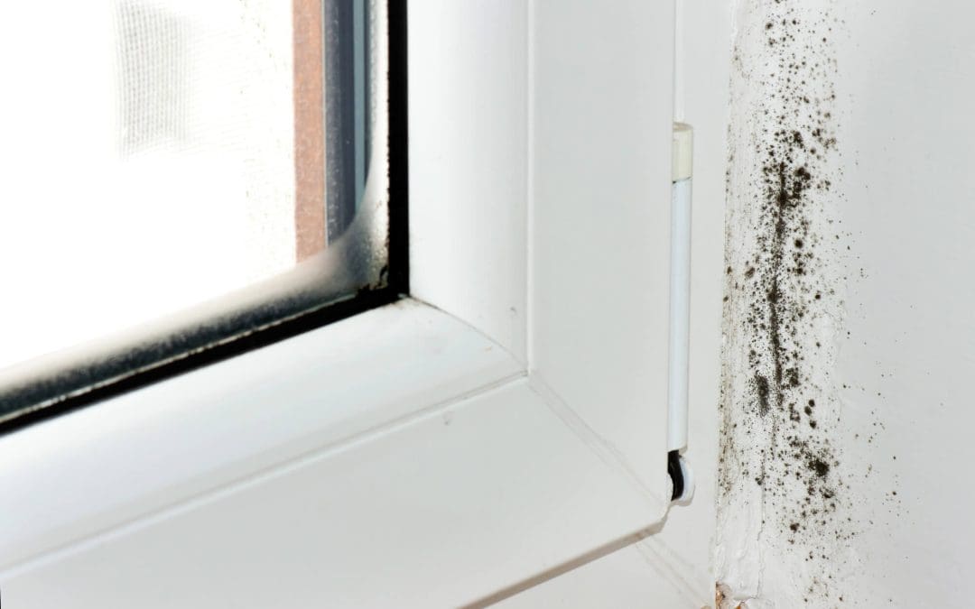 Prevent Mold Growth in the Home