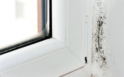 Prevent Mold Growth Before It Starts: A Homeowner’s Guide to a Healthier Home